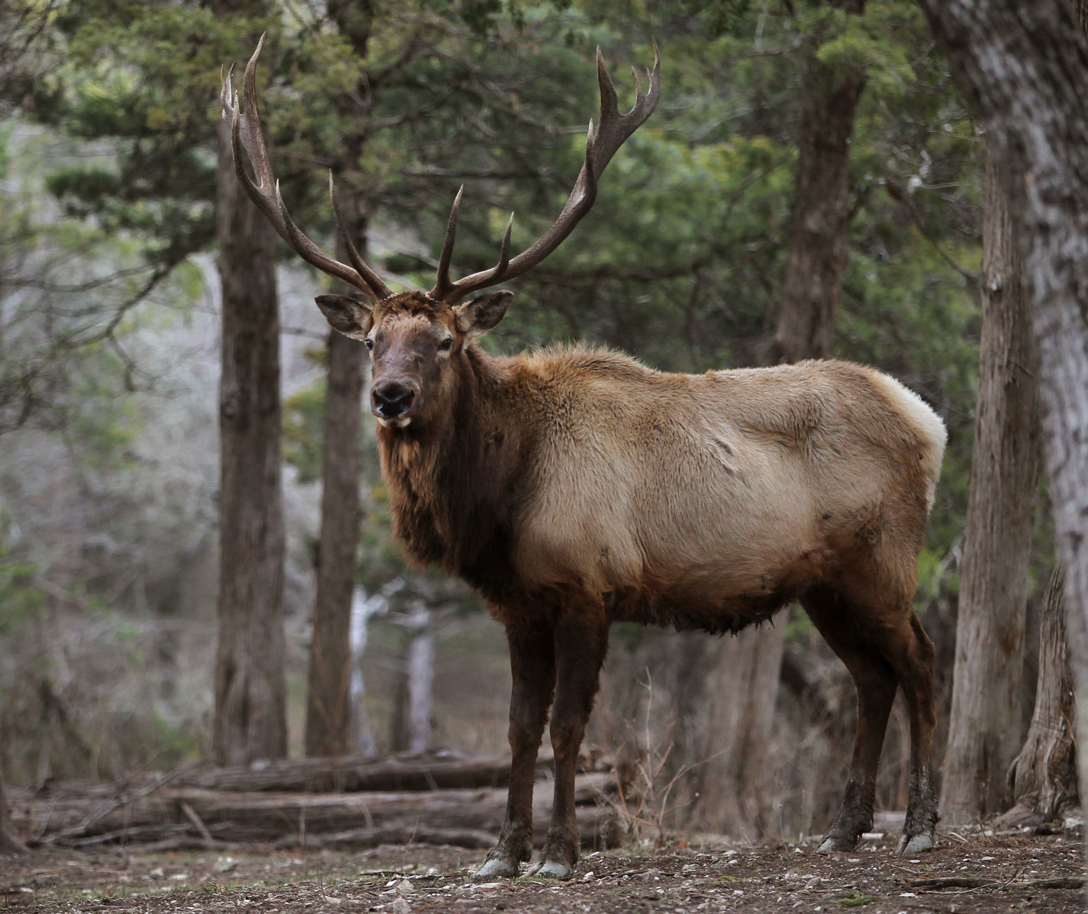 bigelk.jpg
